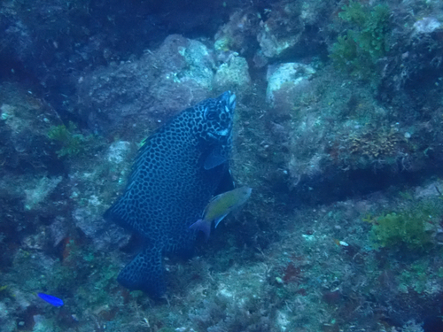 Oplegnathus punctatus observed 2026-08-29