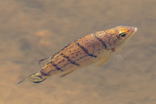 Banded grunter (Amniataba percoides) — Terapontidae — 4