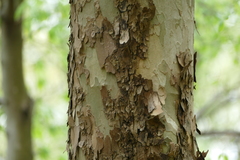 Platanus occidentalis