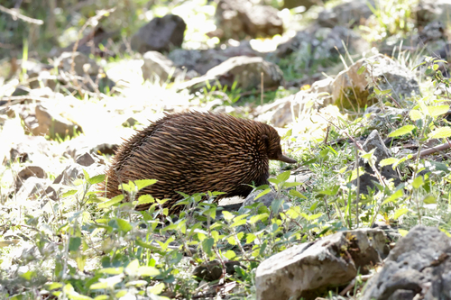 Eastern Short-beaked Echidna
