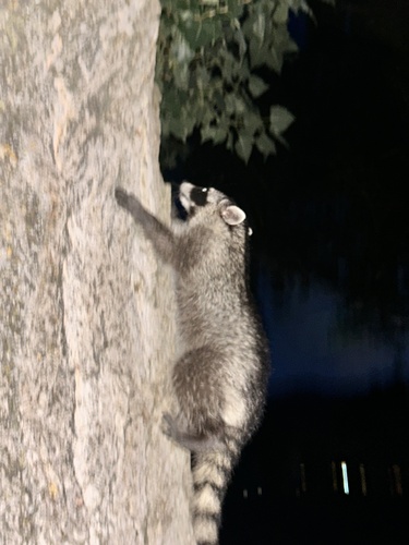 Common Raccoon