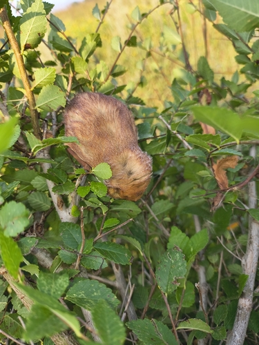 Eastern Red Bat