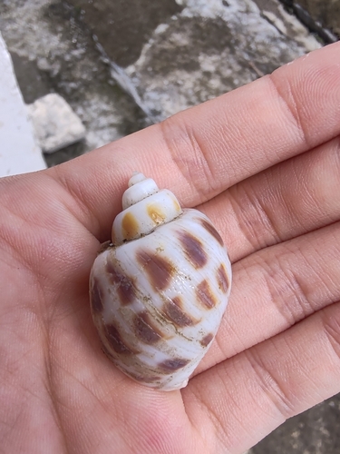 Spotted Babylon Snail