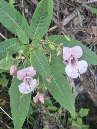 Himalayan balsam