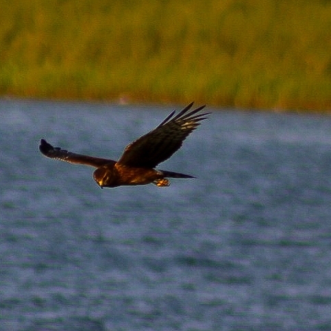 Northern Harrier