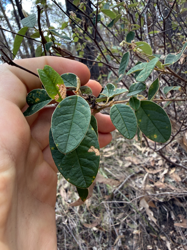Pomaderris wendlandiana observed 2026-08-29