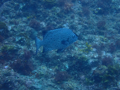 Oplegnathus punctatus observed 2026-08-29