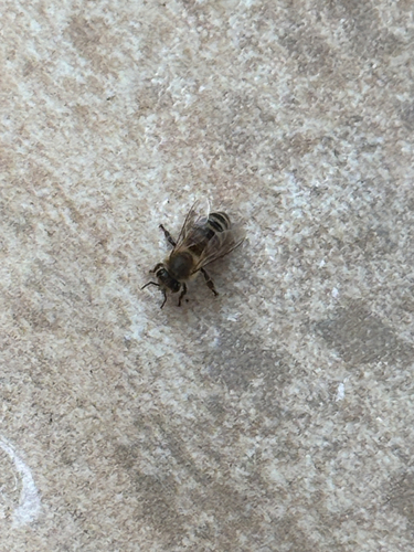 Western Honey Bee