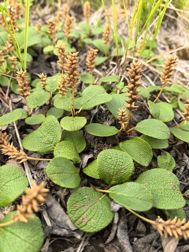 Net-leaved Willow