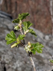 Ribes oxyacanthoides