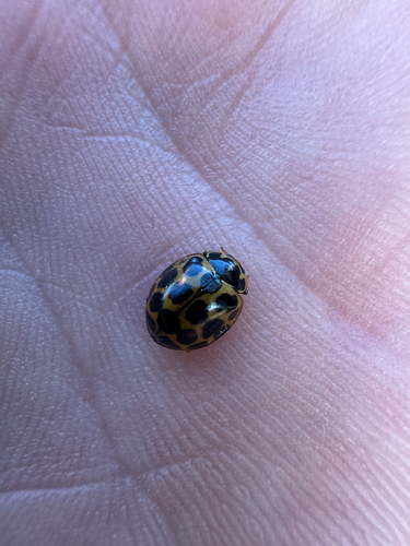 Large Spotted Ladybird