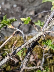 Ribes oxyacanthoides