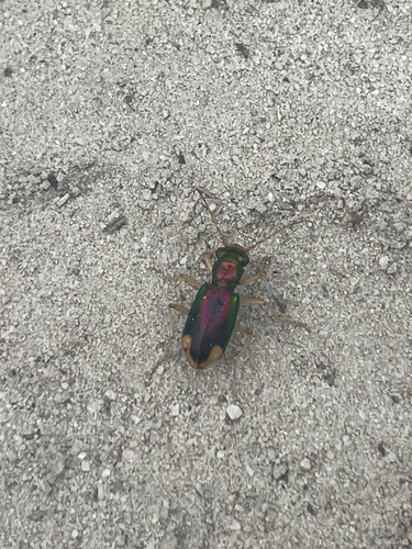 Carolina Metallic Tiger Beetle