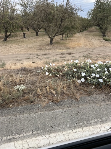 Sacred Datura