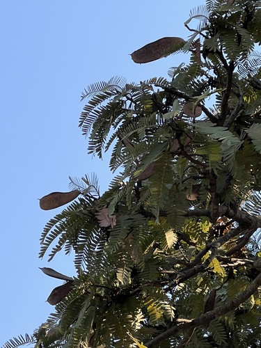 Prince-Of-Wales Feathers