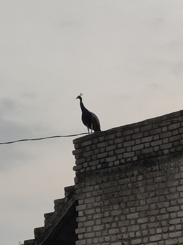 Indian Peafowl