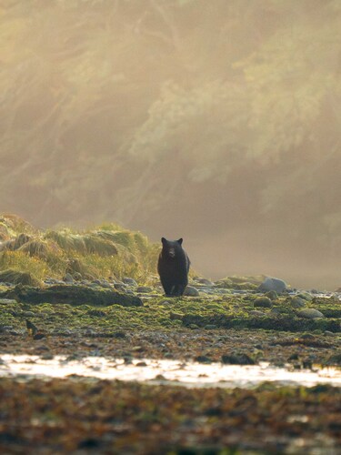 Black Bear sighting near Mount Waddington