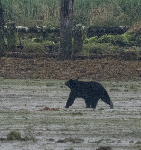 Black Bear sighting near Mount Waddington