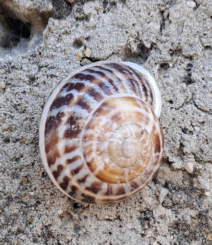 Chocolate-band Snail