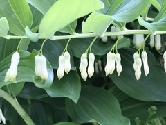 Polygonatum × hybridum