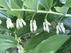 Polygonatum × hybridum