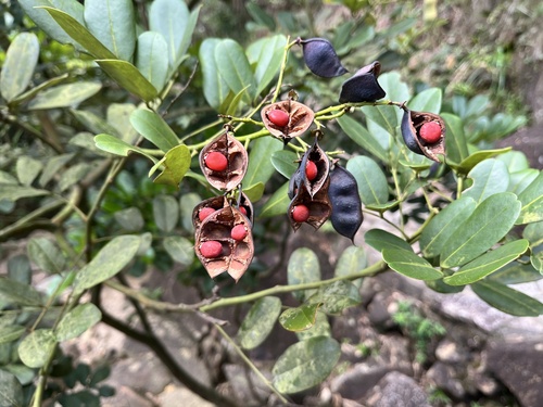 Ormosia emarginata observed 2026-08-29