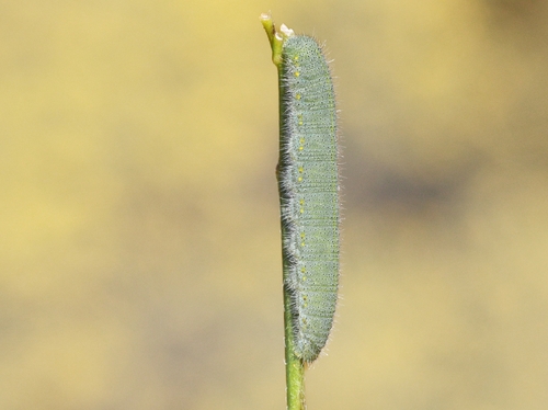 Small White