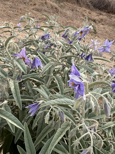 silverleaf nightshade