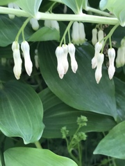 Polygonatum × hybridum