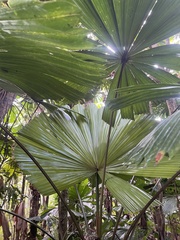 Licuala ramsayi, photograph (c) Mark Ooi, some rights reserved (CC BY)