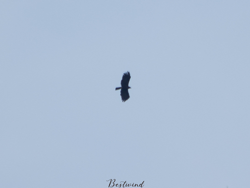 Black Eagle (Eastern)