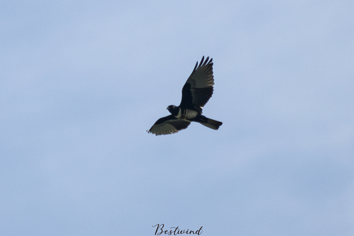 Black Baza
