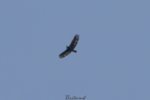 Chinese Serpent-Eagle