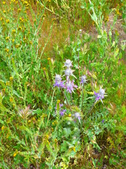 Salvia carduacea