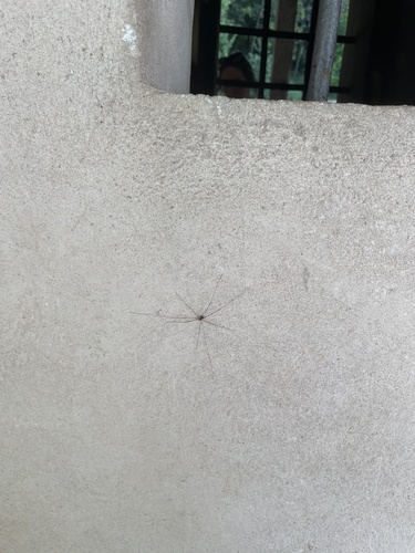 Canestrini's Harvestman