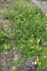 Raphanus raphanistrum landra