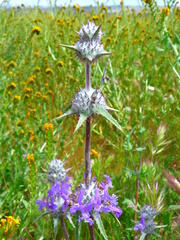Salvia carduacea
