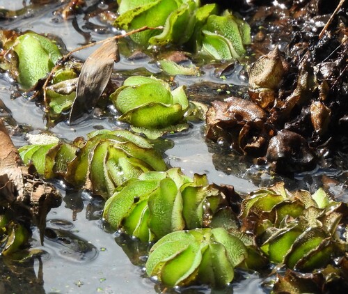 Salvinia molesta, photograph 5