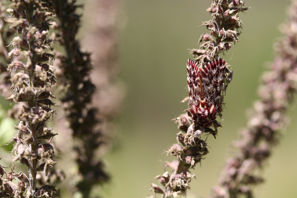 Leadplant Flower Moth from 12060 Old Crystal River Rd, Brooksville, FL 34601, USA on May 12