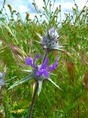 Salvia carduacea