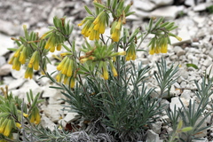 Onosma polyphylla