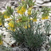 Onosma polyphylla - Photo (c) Динасафина, algunos derechos reservados (CC BY-NC), uploaded by Динасафина