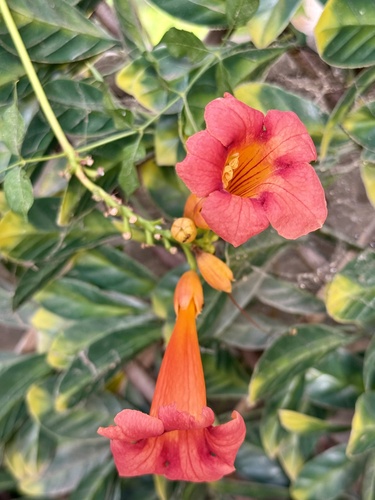 American trumpet vine
