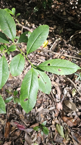 Symplocos stawellii observed 2026-08-29
