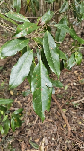Elaeocarpus eumundi observed 2026-08-29