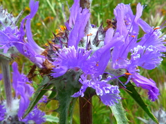 Salvia carduacea