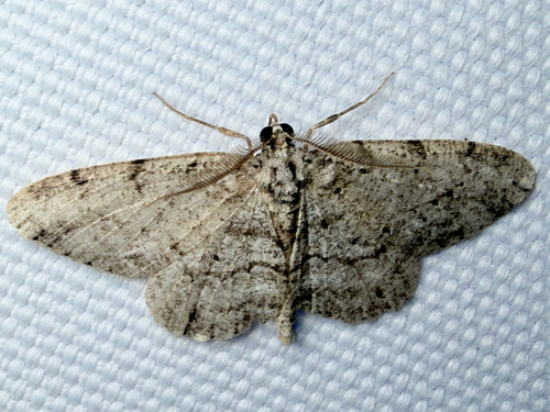 Porcelain Gray (Protoboarmia porcelaria)