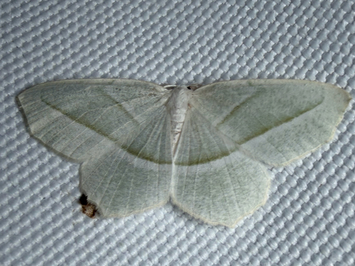 Pale Beauty (Campaea perlata)