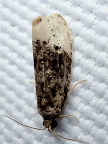 Off-white Hedya Moth (Hedya ochroleucana)