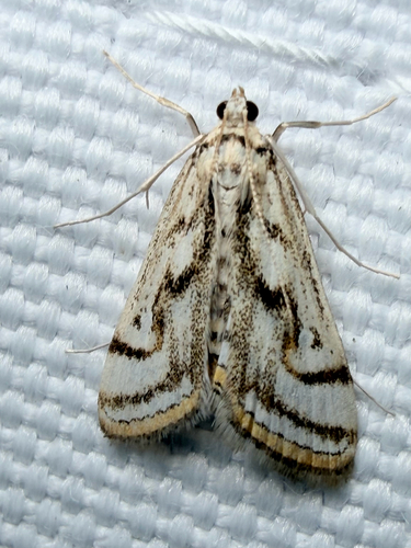 Chestnut-marked Pondweed Moth (Parapoynx badiusalis)